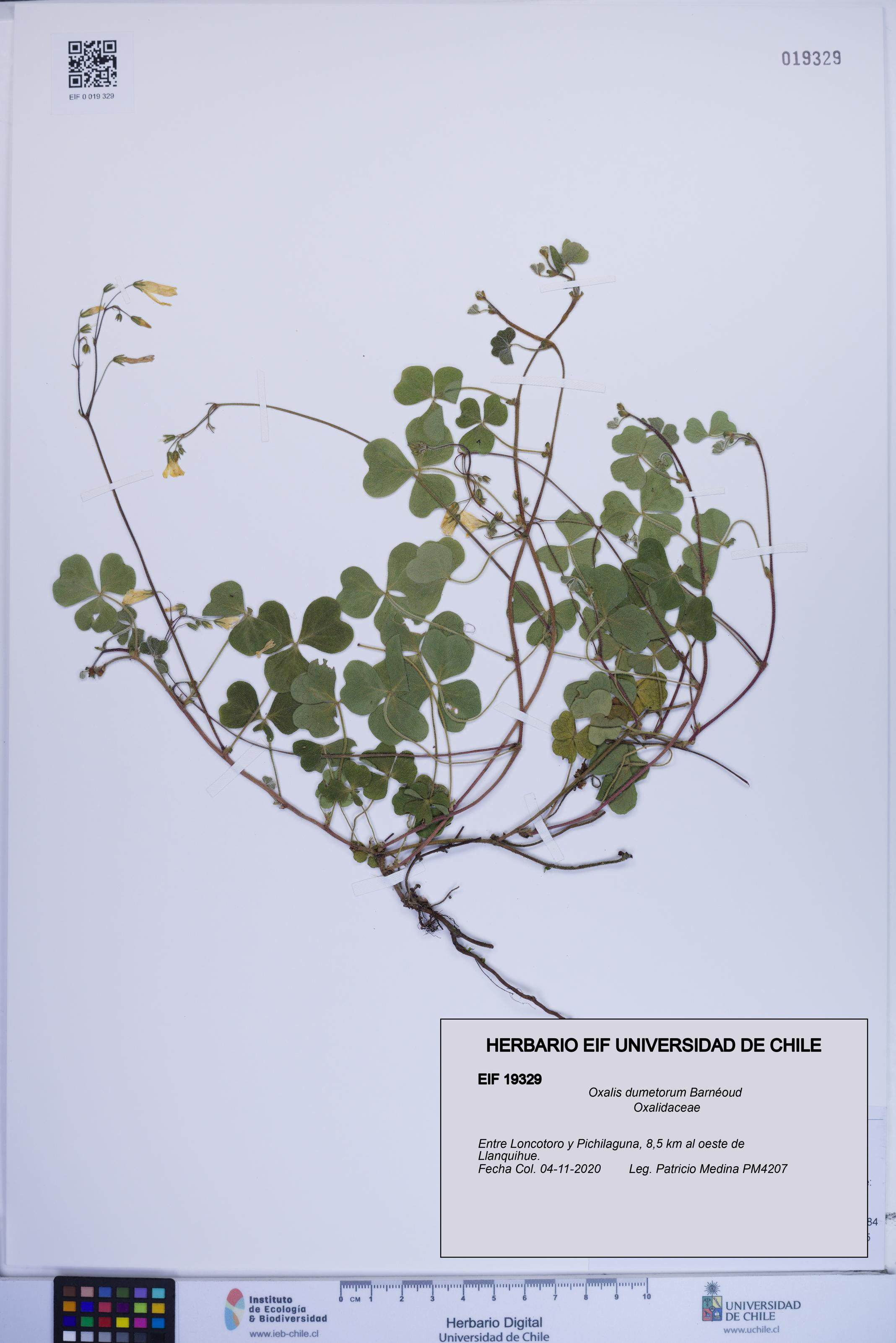 Oxalis dumetorum [Espécimen: ]