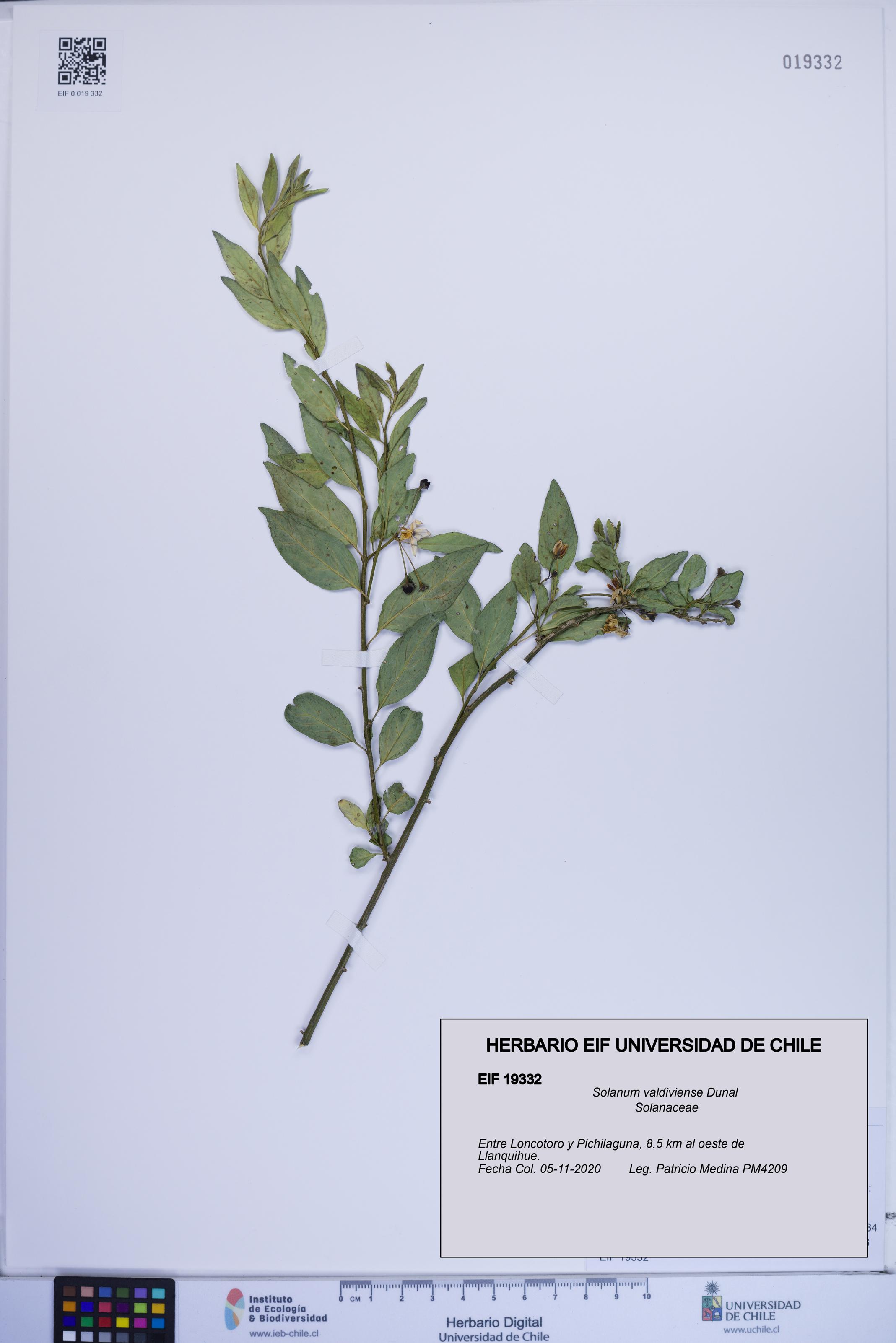 Solanum valdiviense [Espécimen: ]