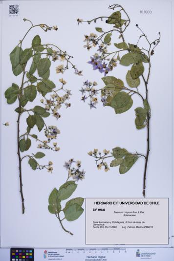 Solanum crispum [Espécimen: ]