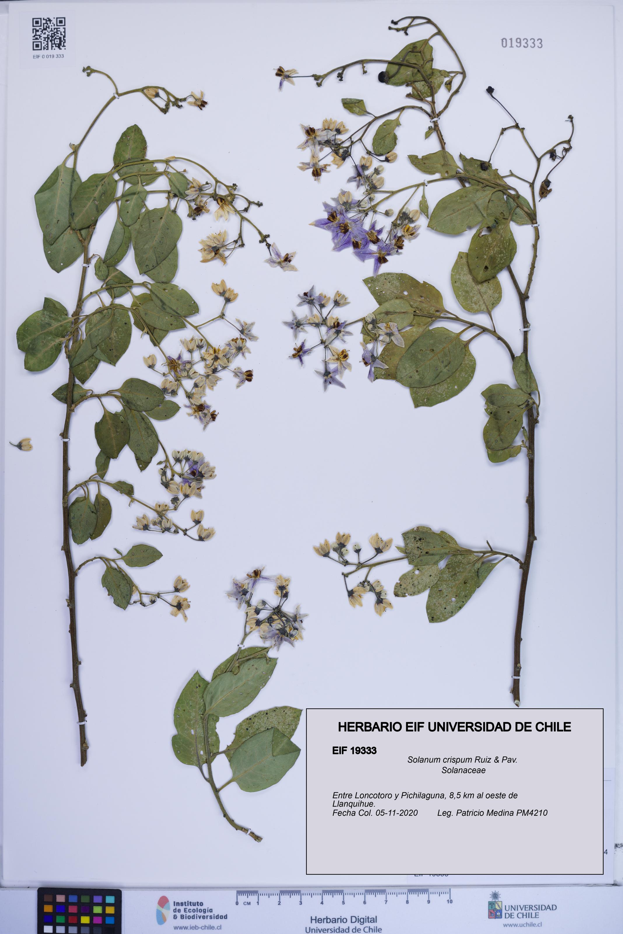 Solanum crispum [Espécimen: ]