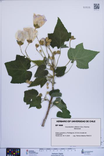Corynabutilon vitifolium [Espécimen: ]