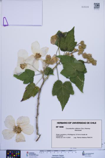 Corynabutilon vitifolium [Espécimen: ]