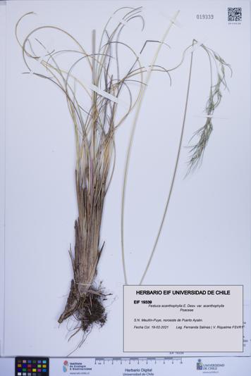 Festuca acanthophylla var. acanthophylla [Espécimen: ]