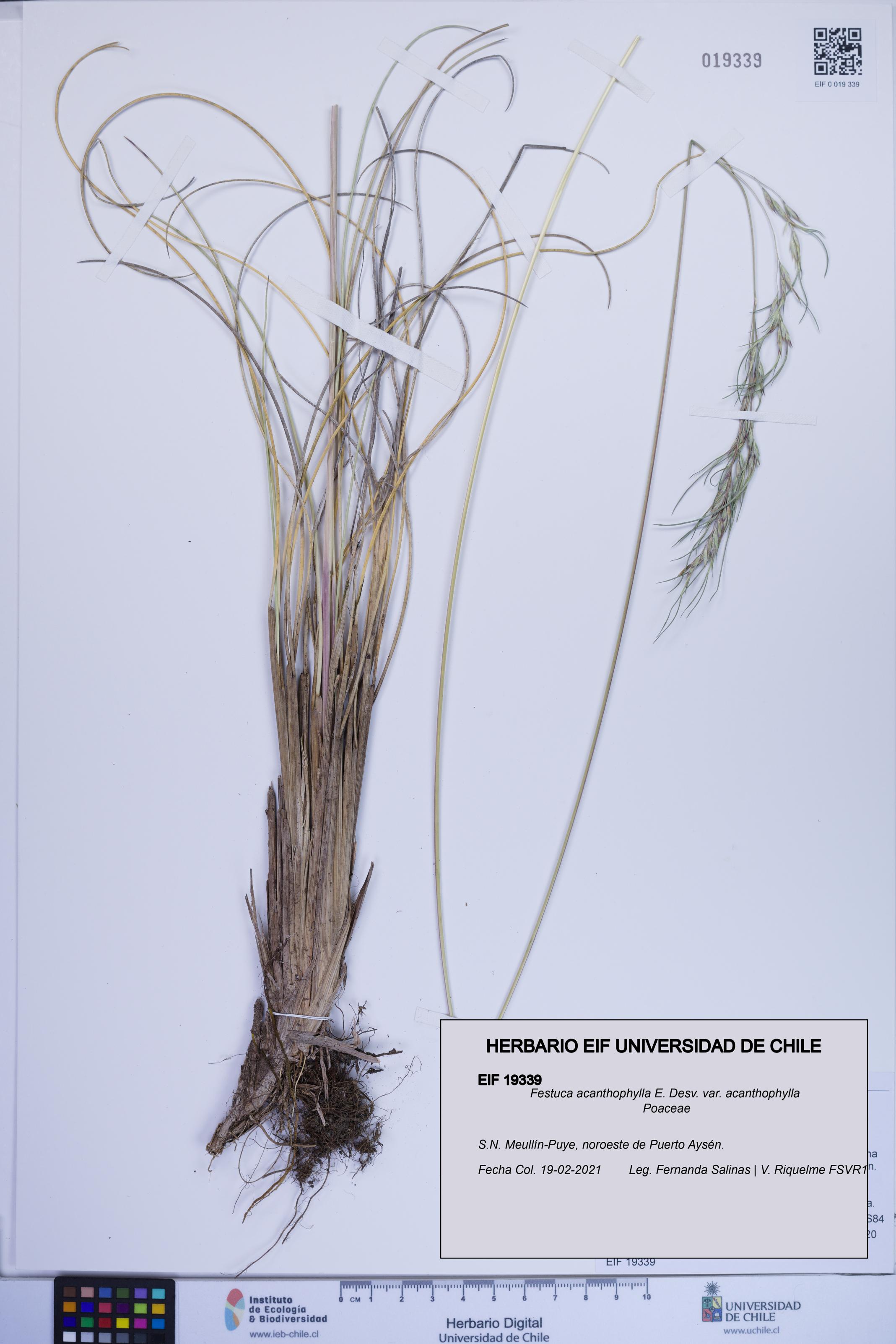 Festuca acanthophylla var. acanthophylla [Espécimen: ]