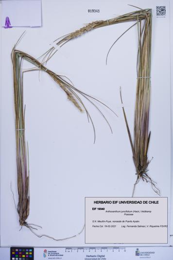 Anthoxanthum juncifolium [Espécimen: ]
