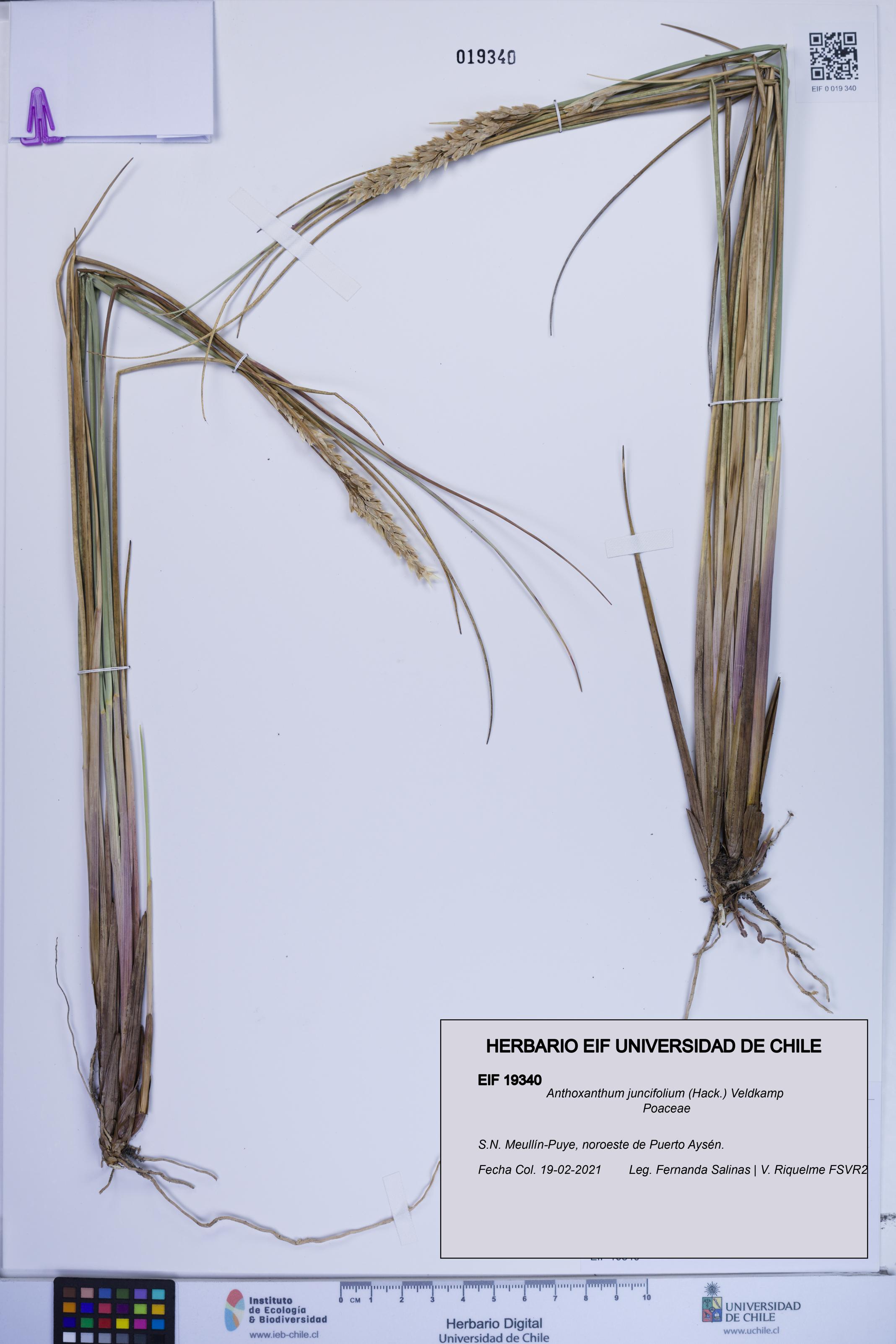 Anthoxanthum juncifolium [Espécimen: ]