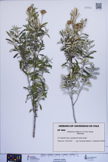 Chiliotrichum diffusum [Espécimen: ]