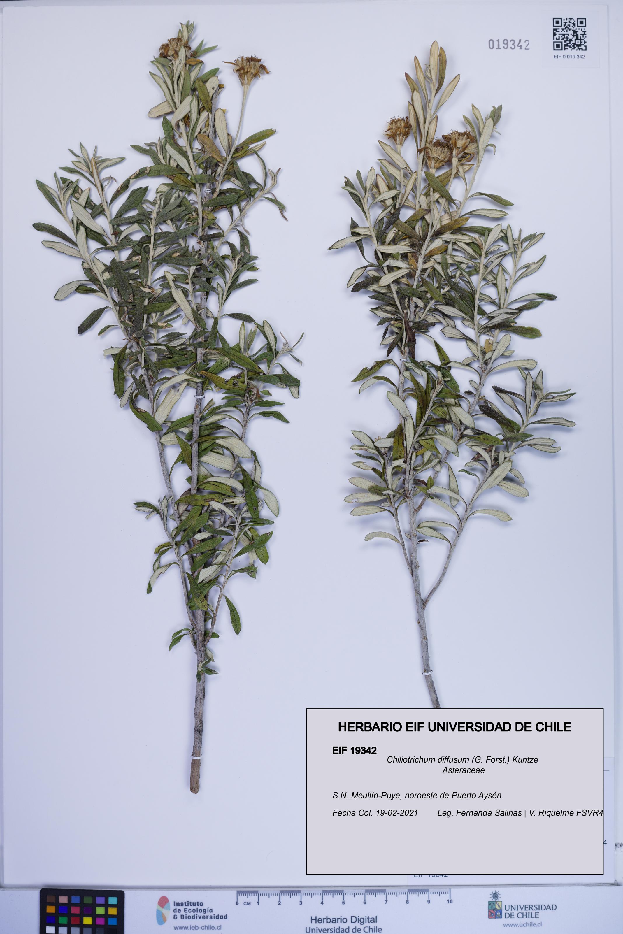 Chiliotrichum diffusum [Espécimen: ]