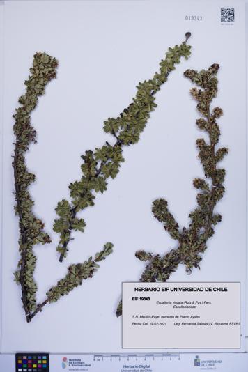 Escallonia virgata [Espécimen: ]