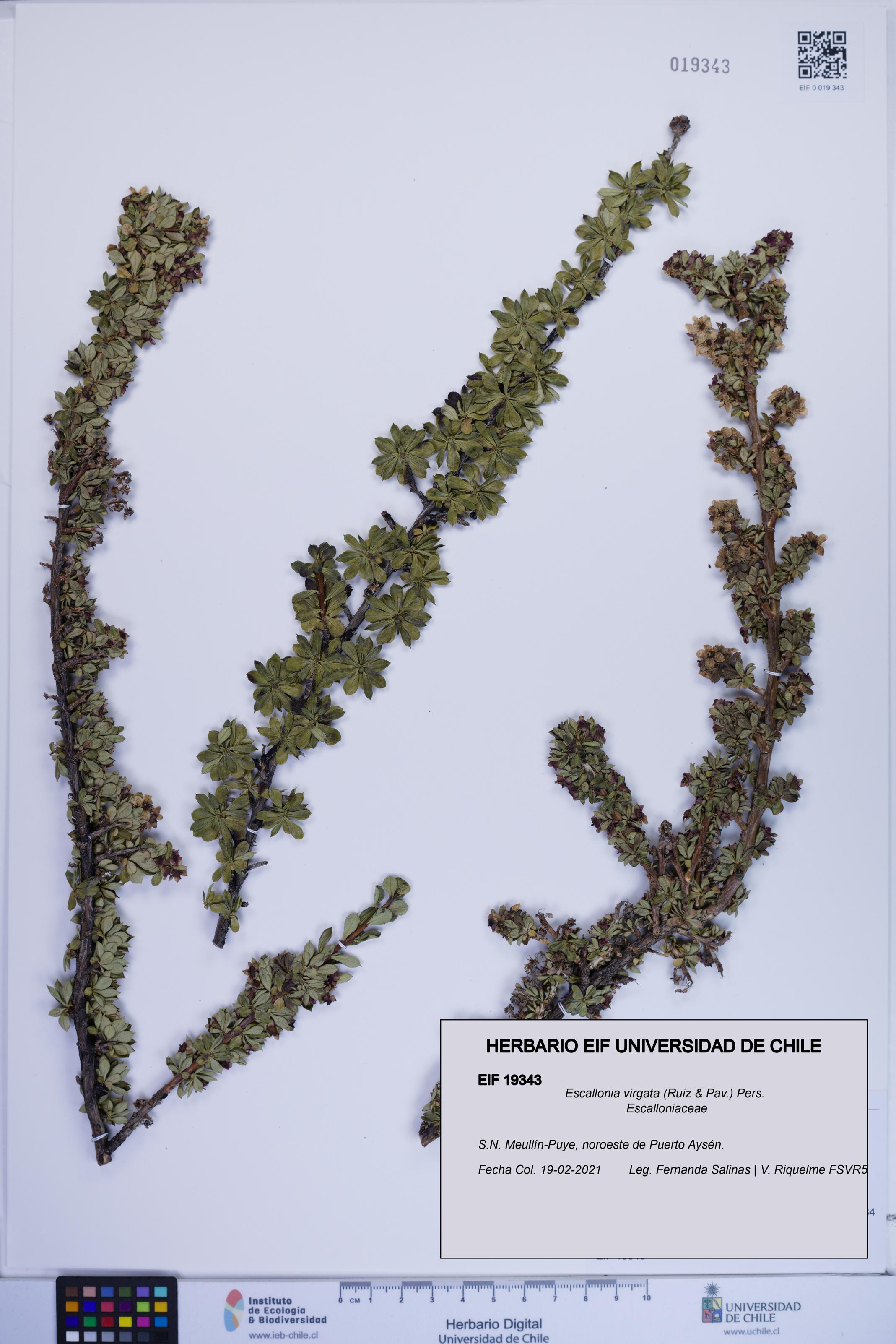 Escallonia virgata [Espécimen: ]