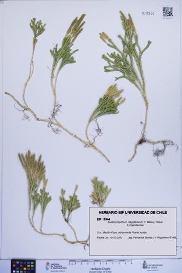 Austrolycopodium magellanicum [Espécimen: ]