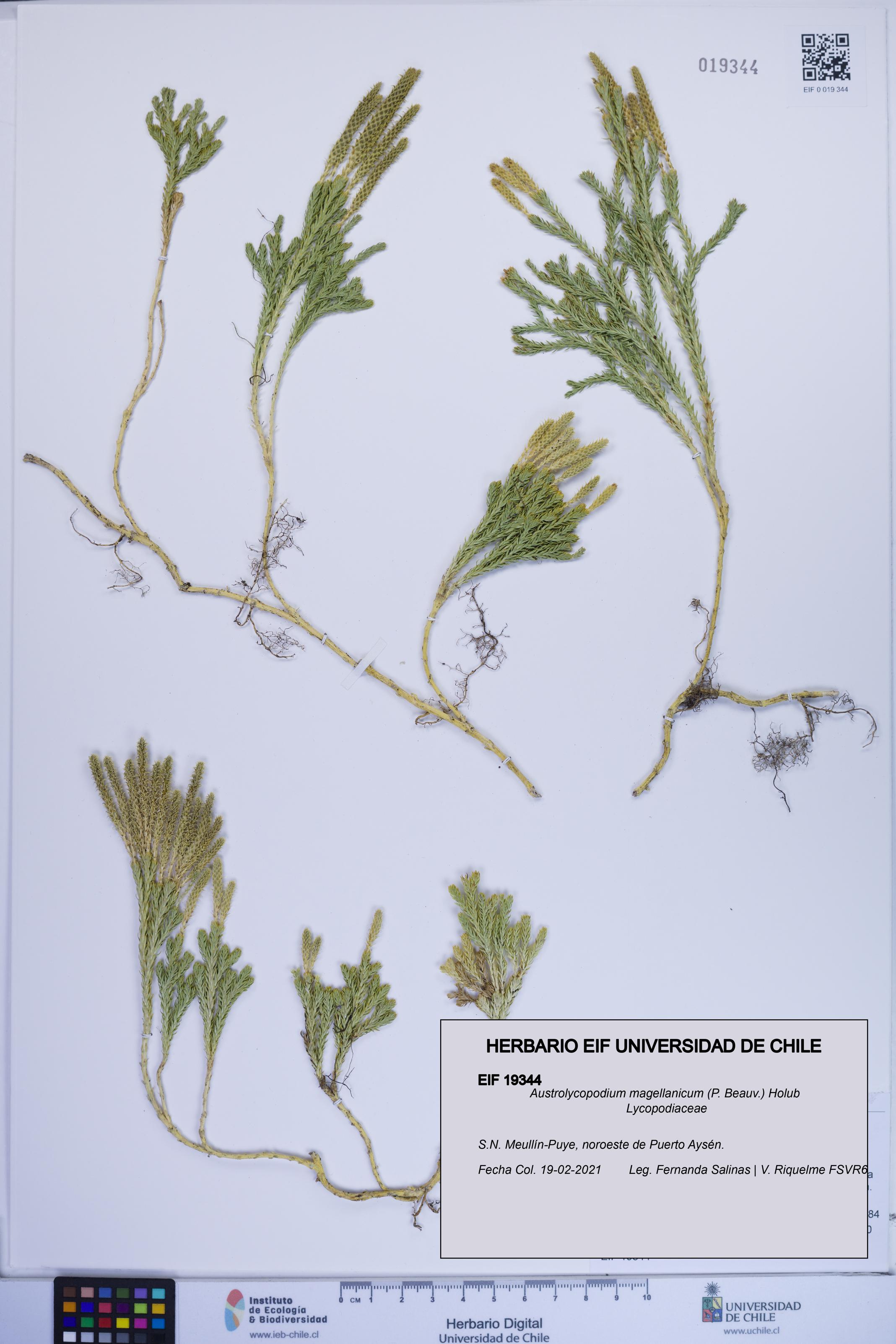 Austrolycopodium magellanicum [Espécimen: ]