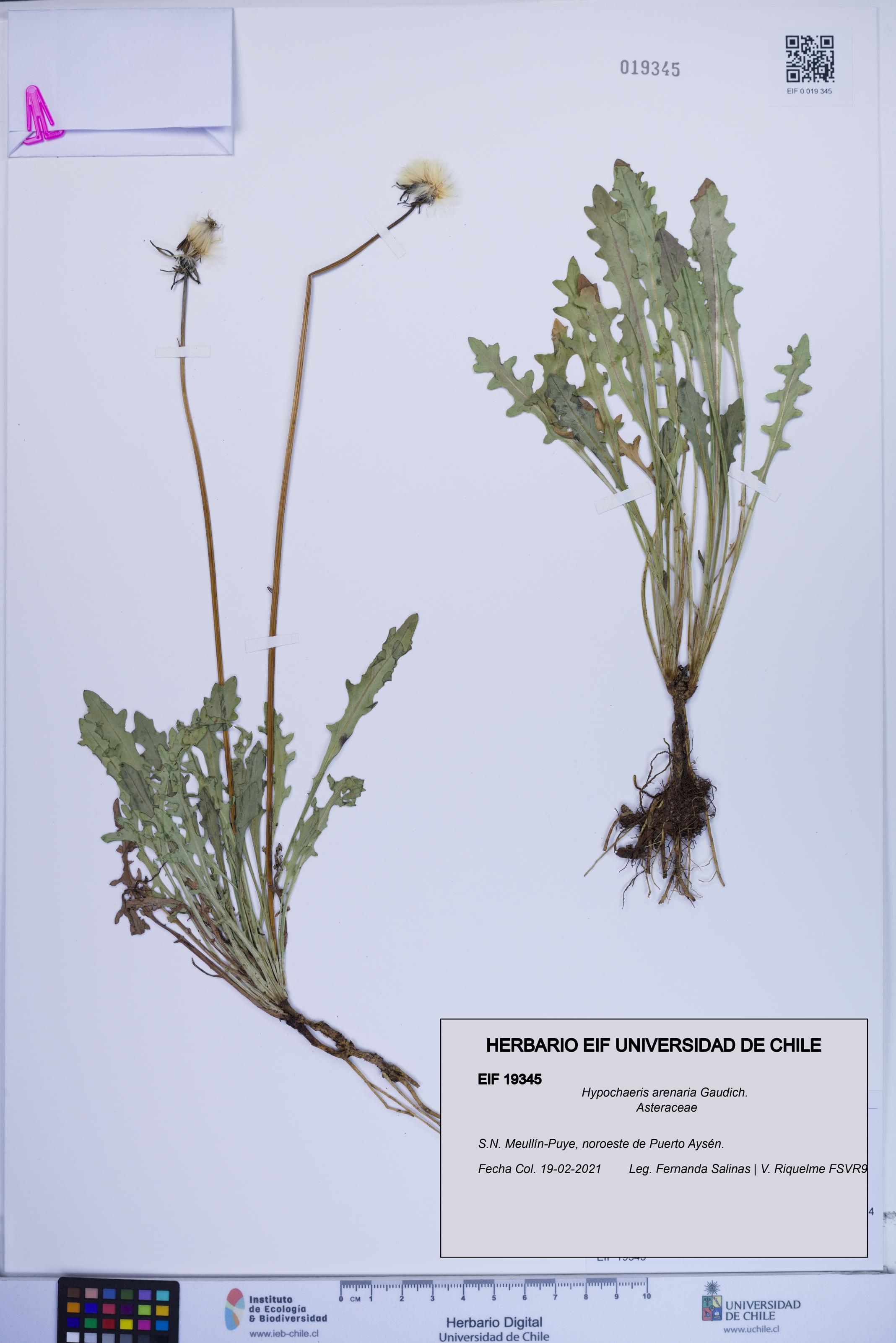 Hypochaeris arenaria [Espécimen: ]