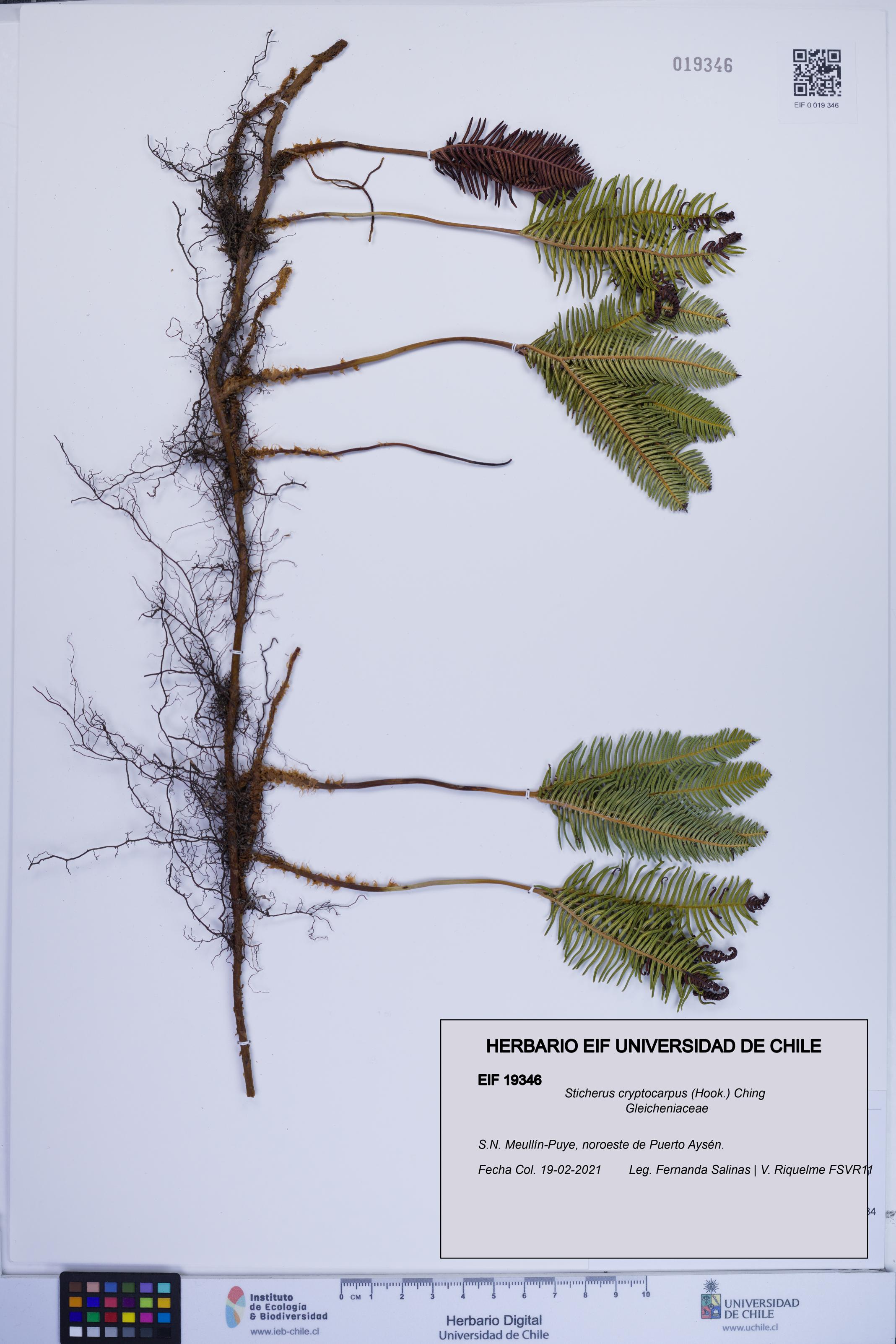 Sticherus cryptocarpus [Espécimen: ]
