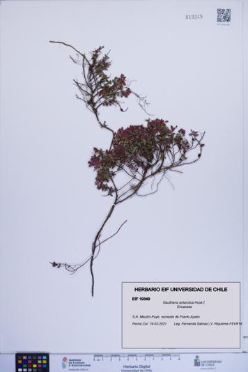 Gaultheria antarctica [Espécimen: ]