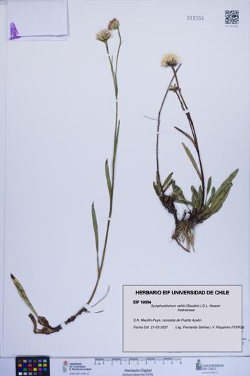 Symphyotrichum vahlii [Espécimen: ]