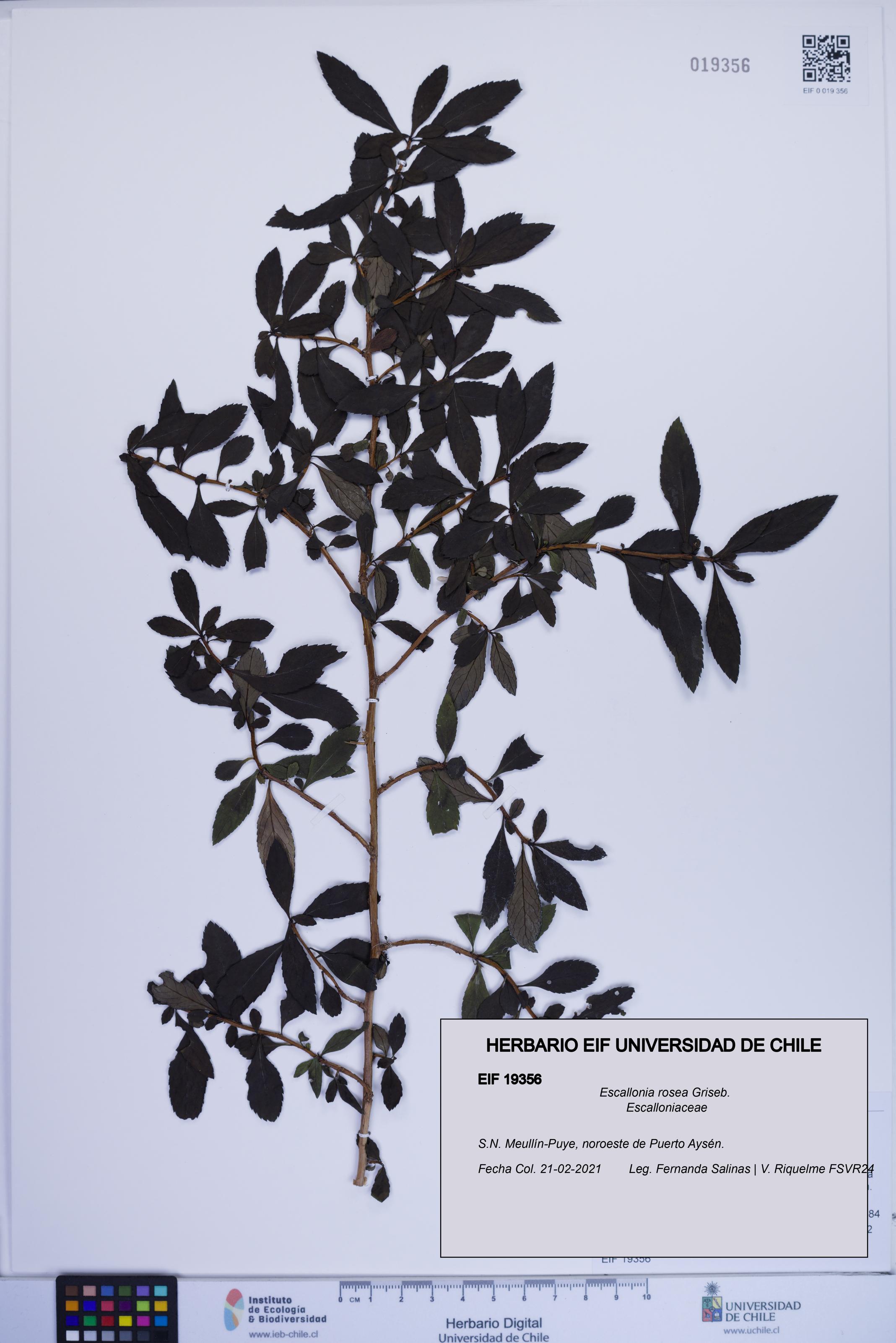 Escallonia rosea [Espécimen: ]