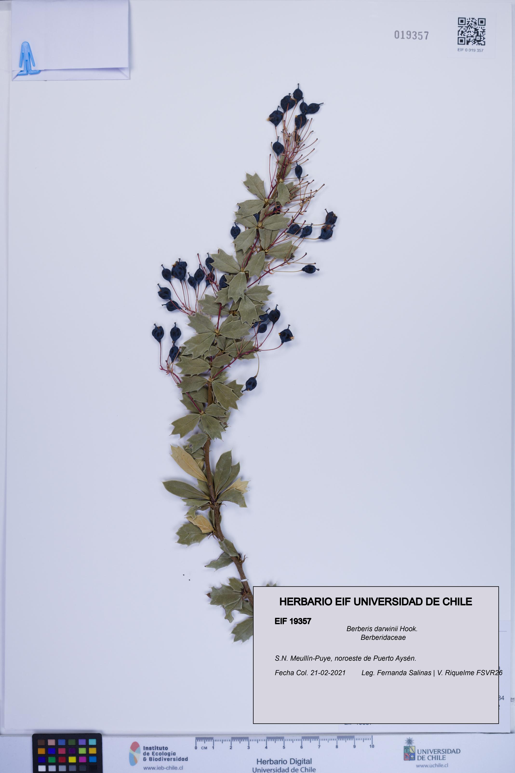 Berberis darwinii [Espécimen: ]