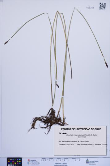 Eleocharis melanostachys [Espécimen: ]