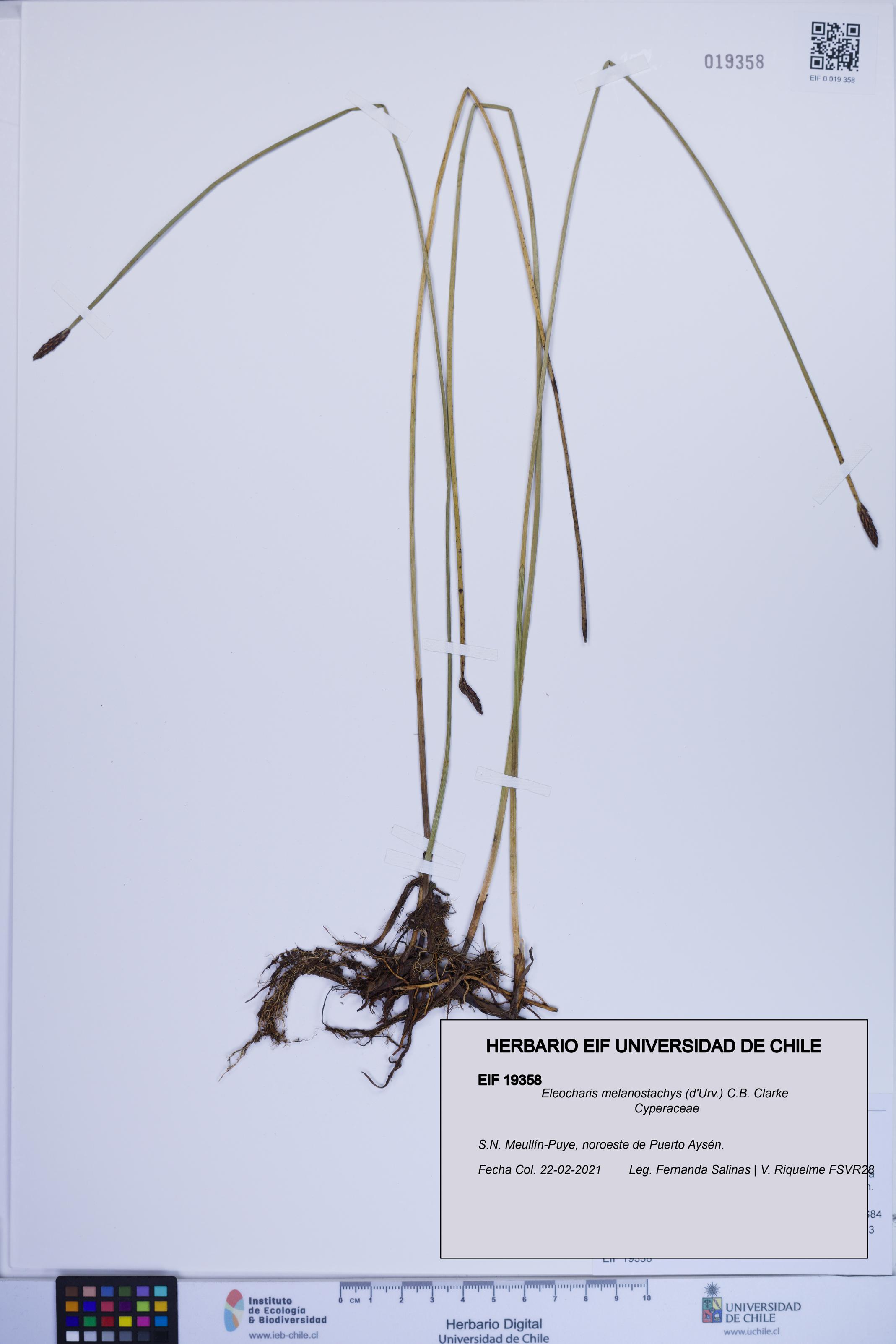 Eleocharis melanostachys [Espécimen: ]