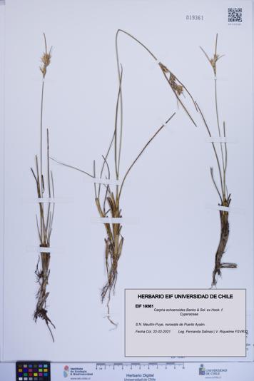 Carpha schoenoides [Espécimen: ]
