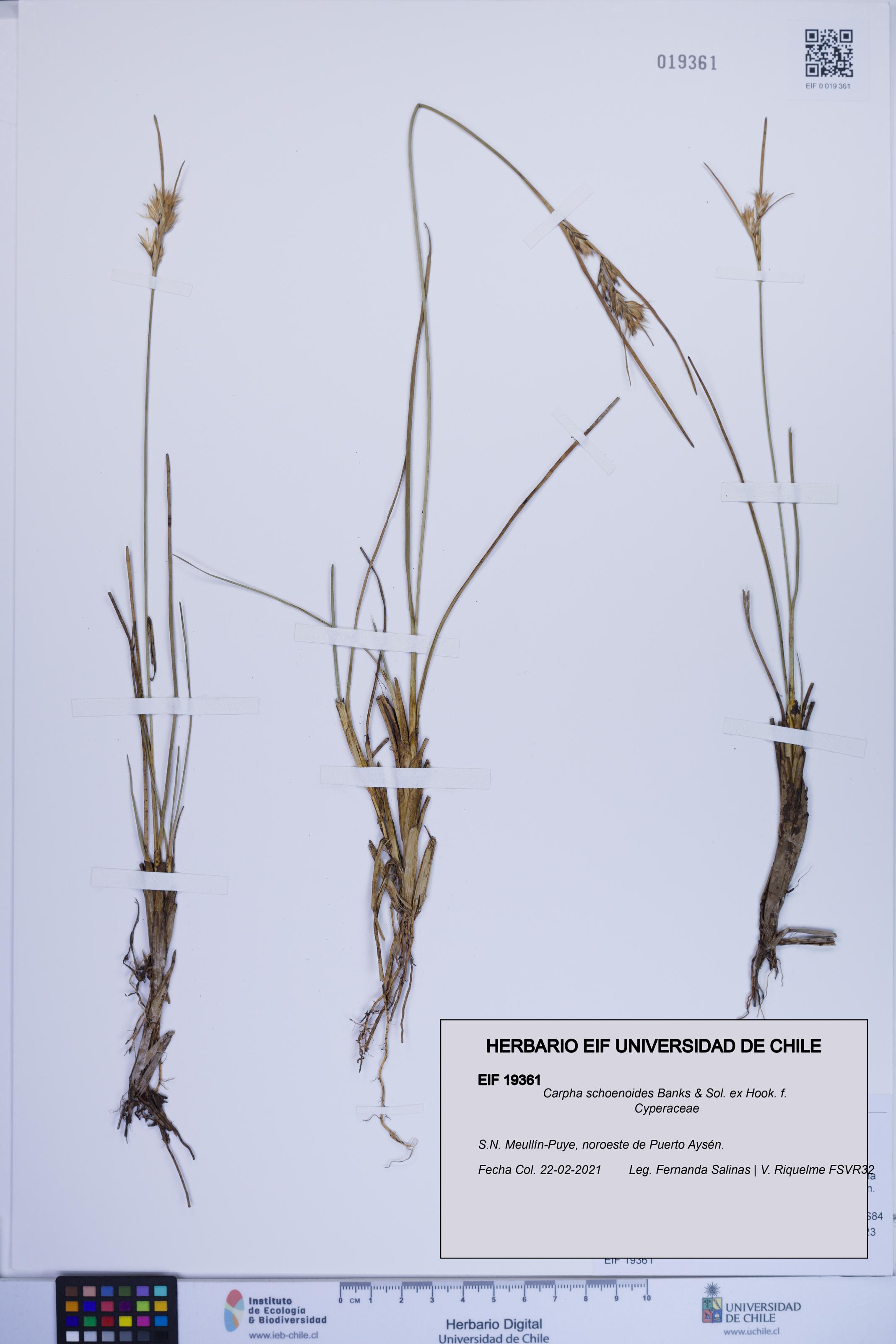 Carpha schoenoides [Espécimen: ]