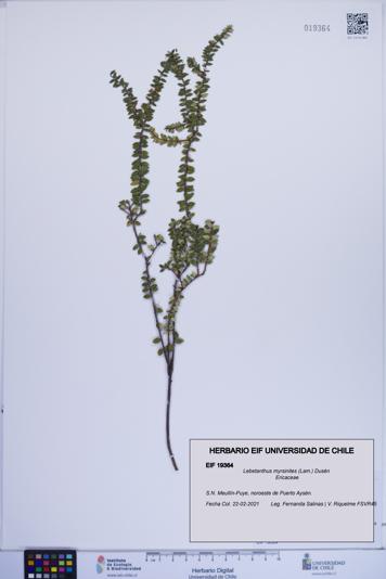 Lebetanthus myrsinites [Espécimen: ]