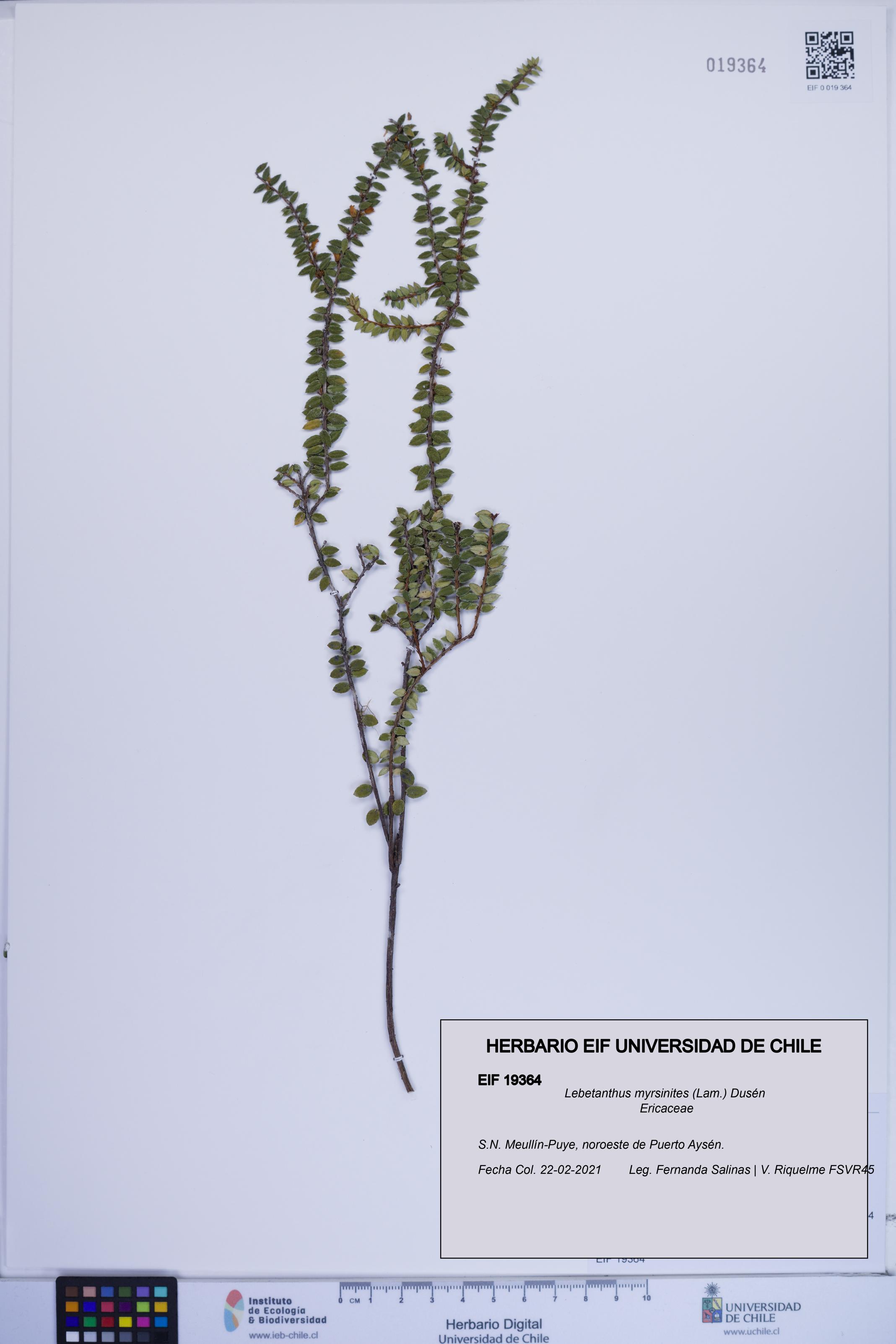 Lebetanthus myrsinites [Espécimen: ]