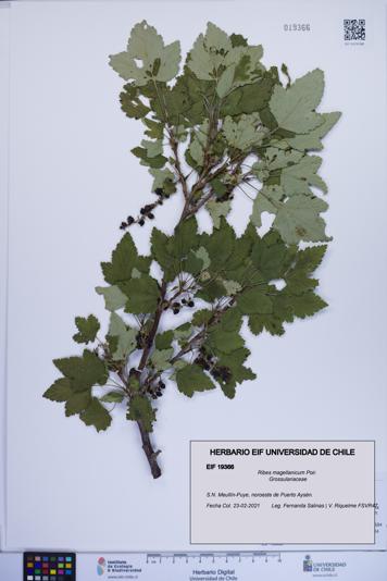 Ribes magellanicum [Espécimen: ]