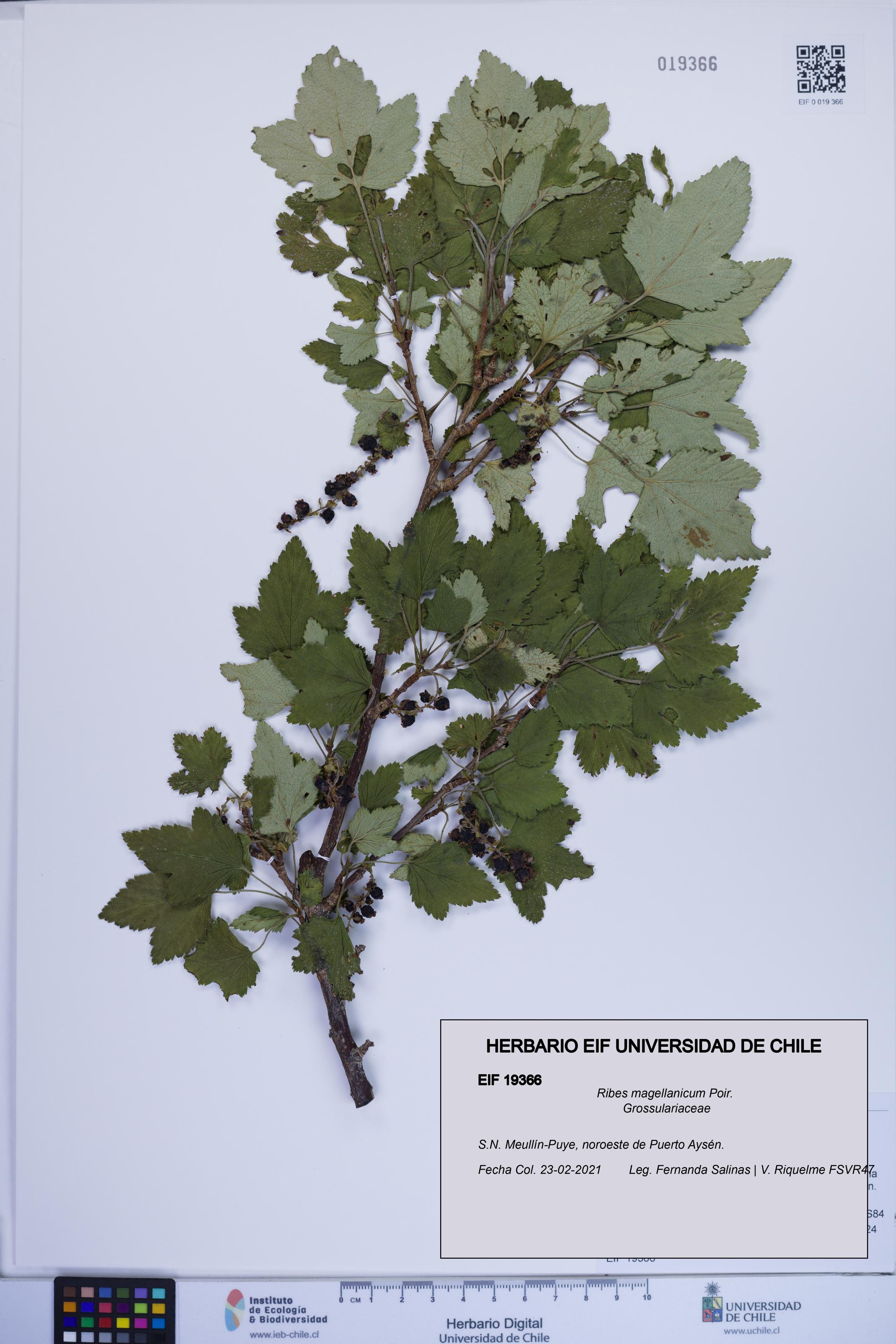 Ribes magellanicum [Espécimen: ]