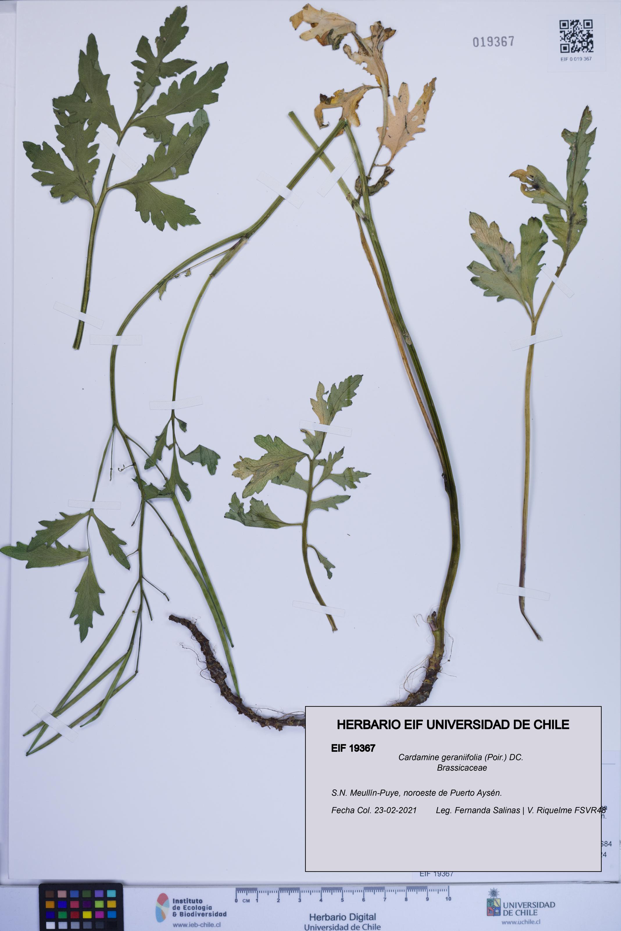 Cardamine geraniifolia [Espécimen: ]