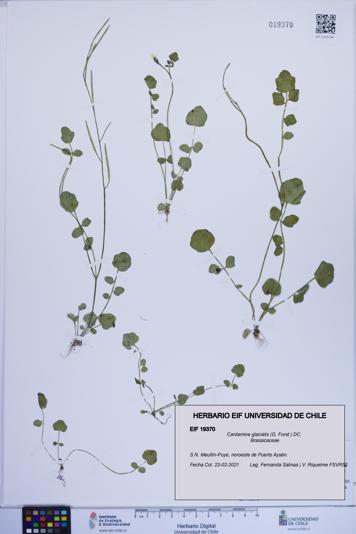 Cardamine glacialis [Espécimen: ]