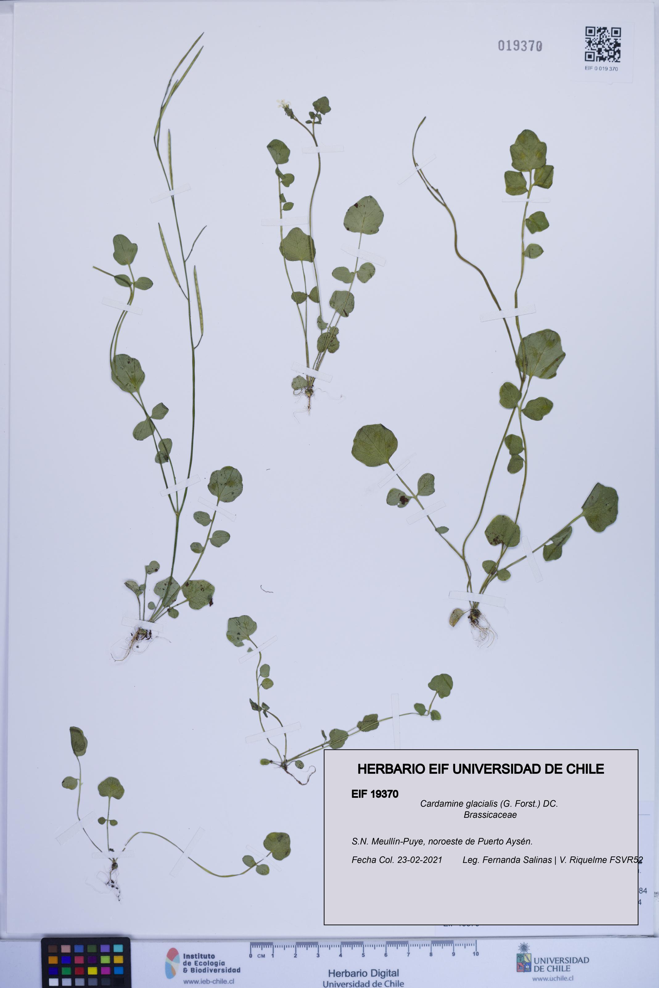 Cardamine glacialis [Espécimen: ]