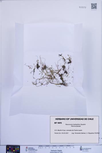 Ranunculus hydrophilus [Espécimen: ]
