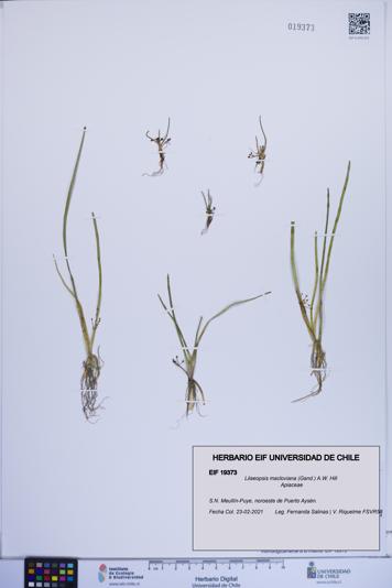 Lilaeopsis macloviana [Espécimen: ]
