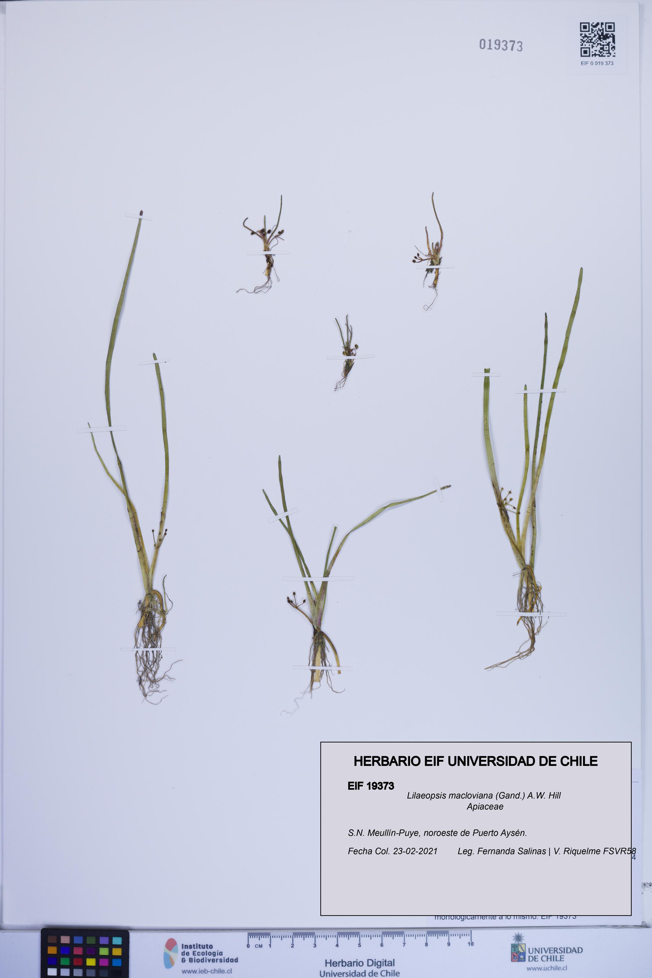 Lilaeopsis macloviana [Espécimen: ]