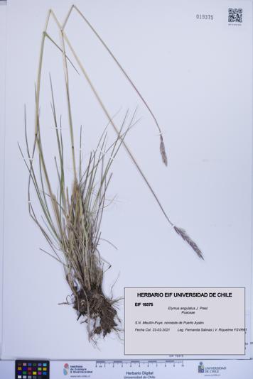 Elymus angulatus [Espécimen: ]