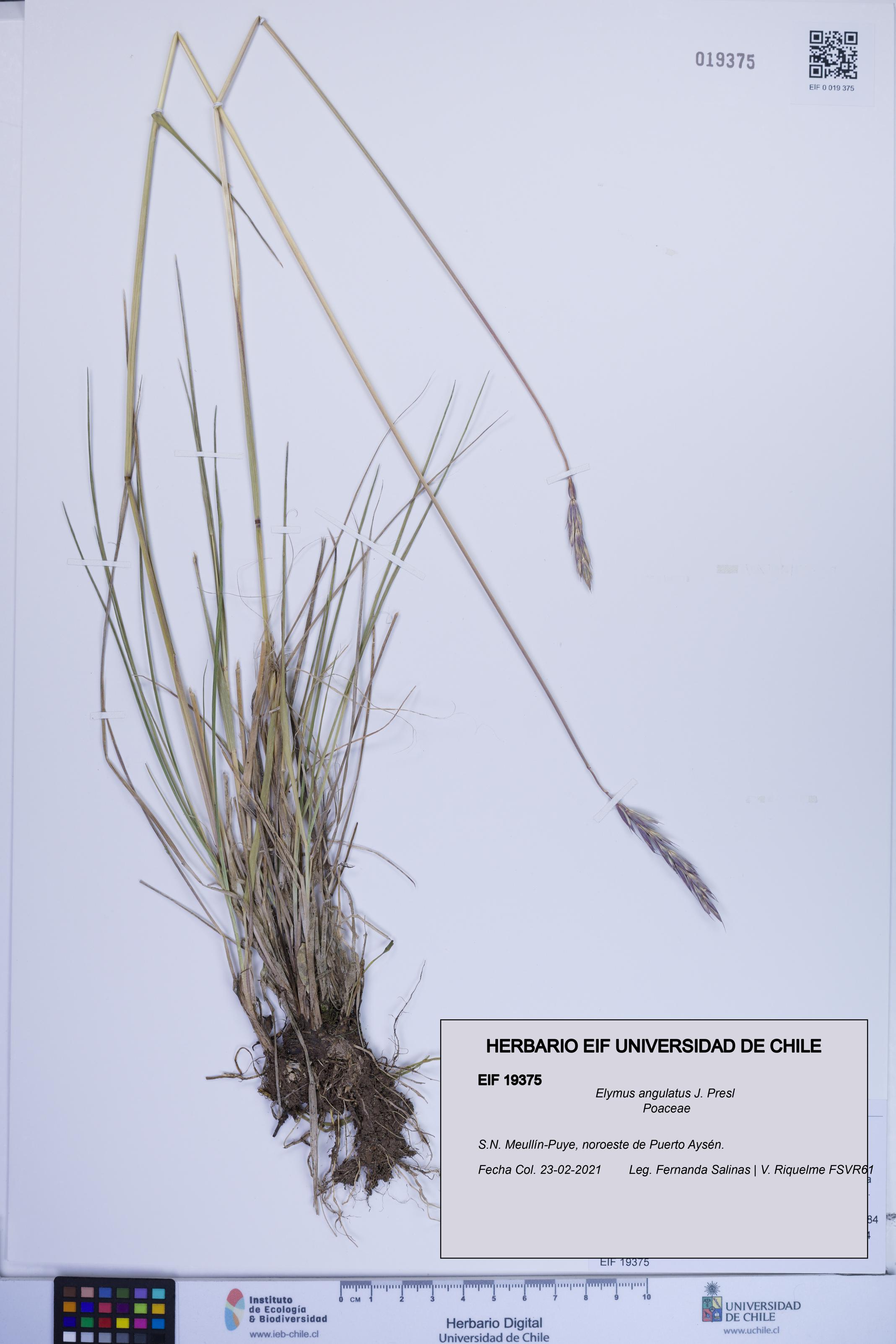 Elymus angulatus [Espécimen: ]