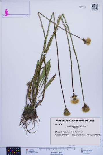Perezia lactucoides [Espécimen: ]