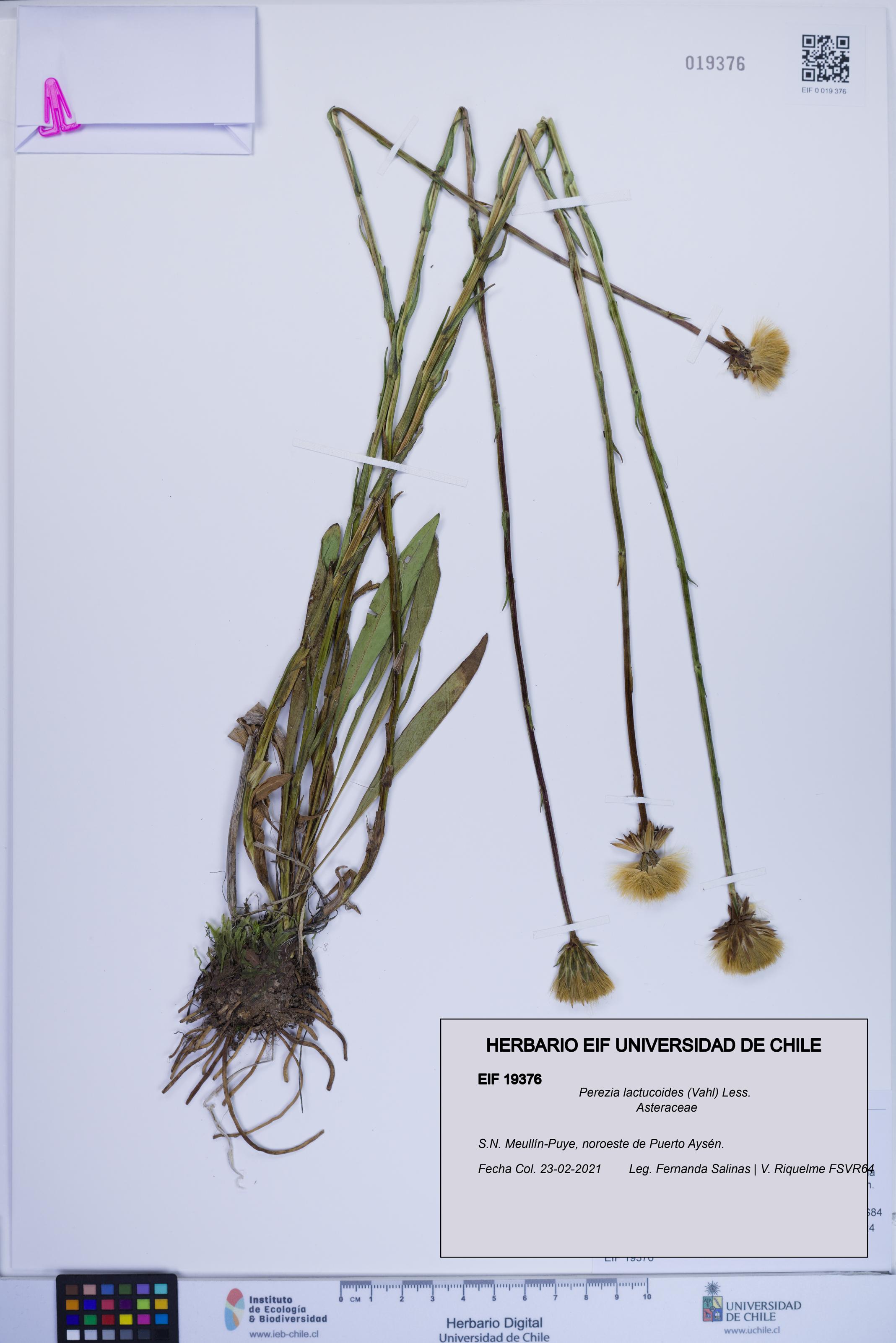 Perezia lactucoides [Espécimen: ]