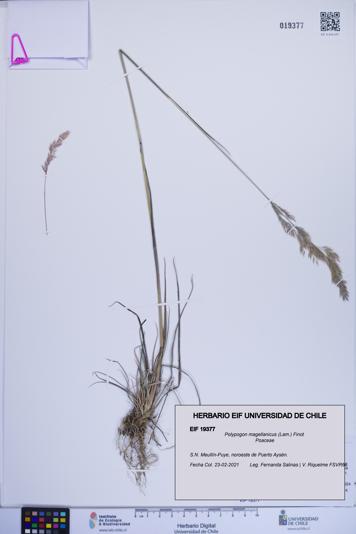 Polypogon magellanicus [Espécimen: ]