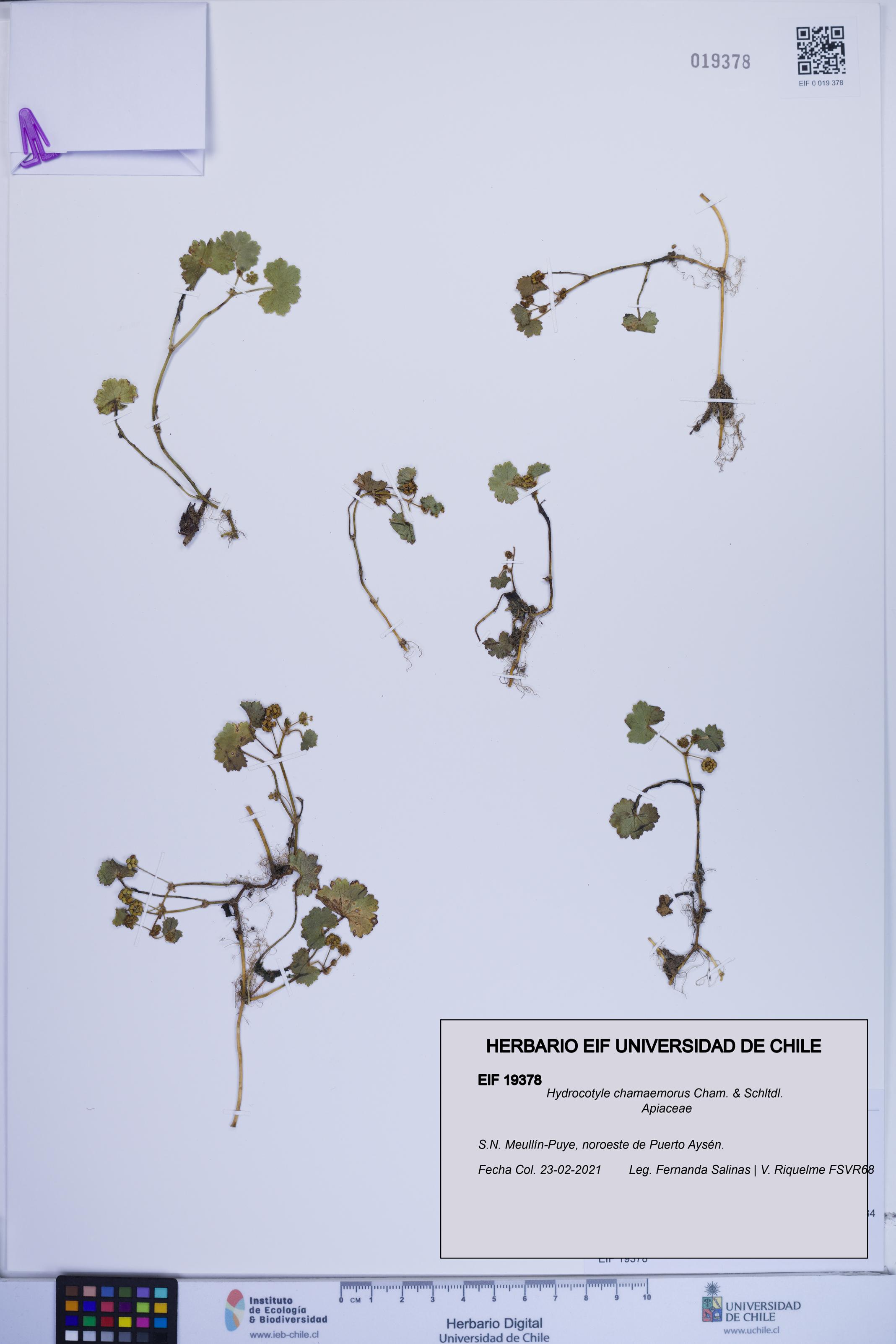 Hydrocotyle chamaemorus [Espécimen: ]