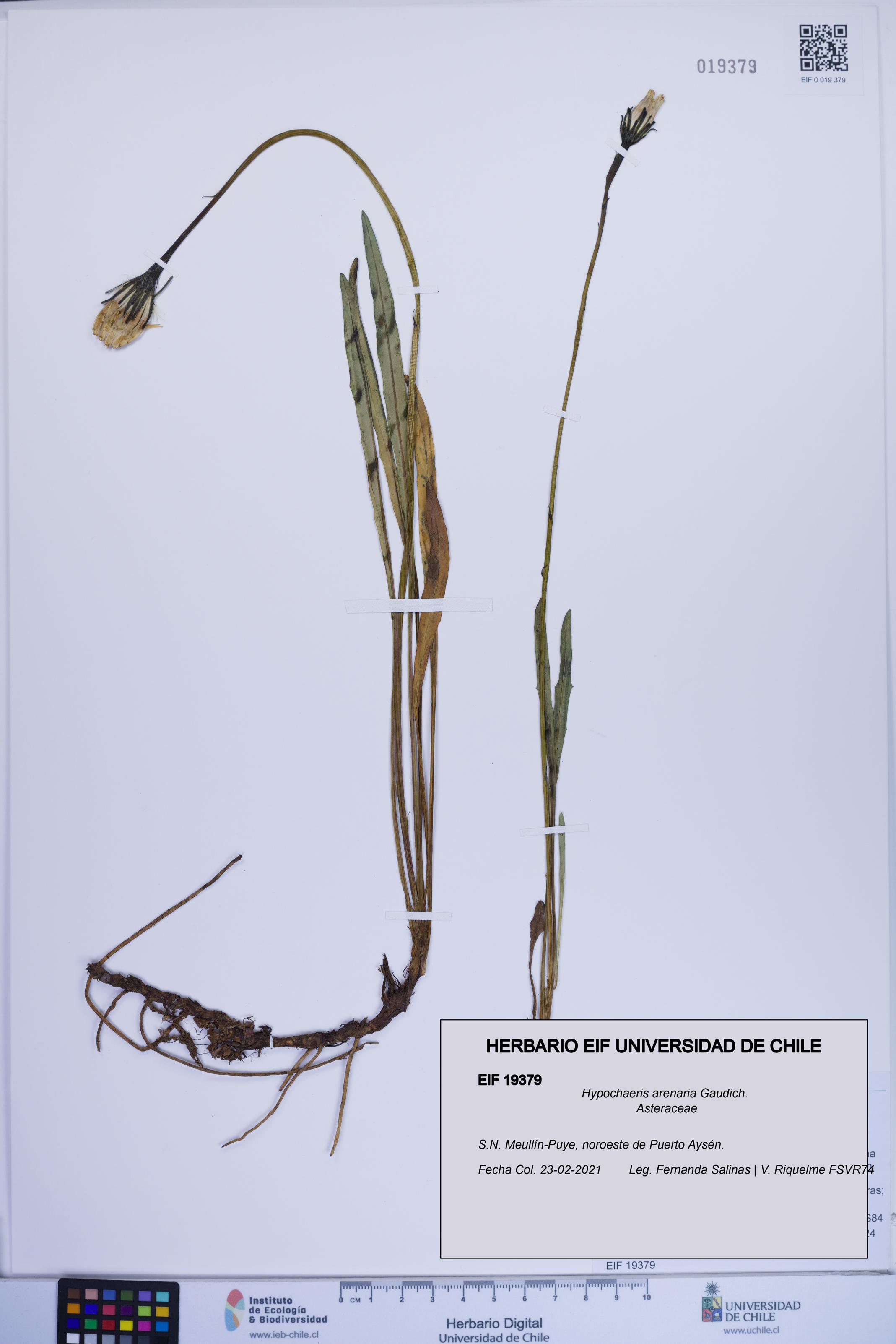 Hypochaeris arenaria [Espécimen: ]