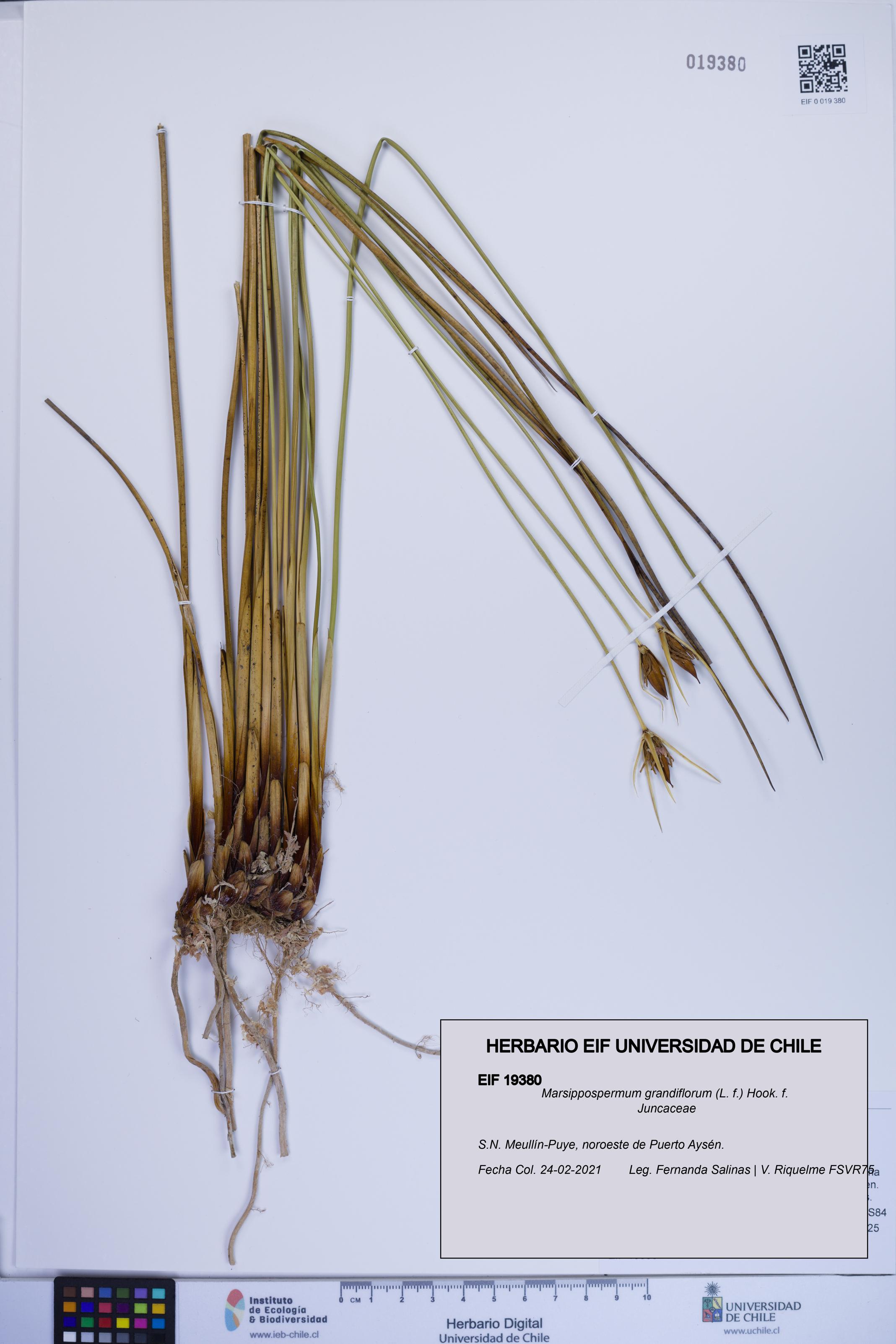 Marsippospermum grandiflorum [Espécimen: ]