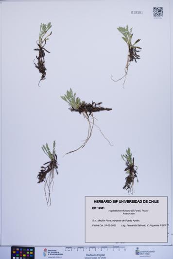 Haplosticha trifurcata [Espécimen: ]