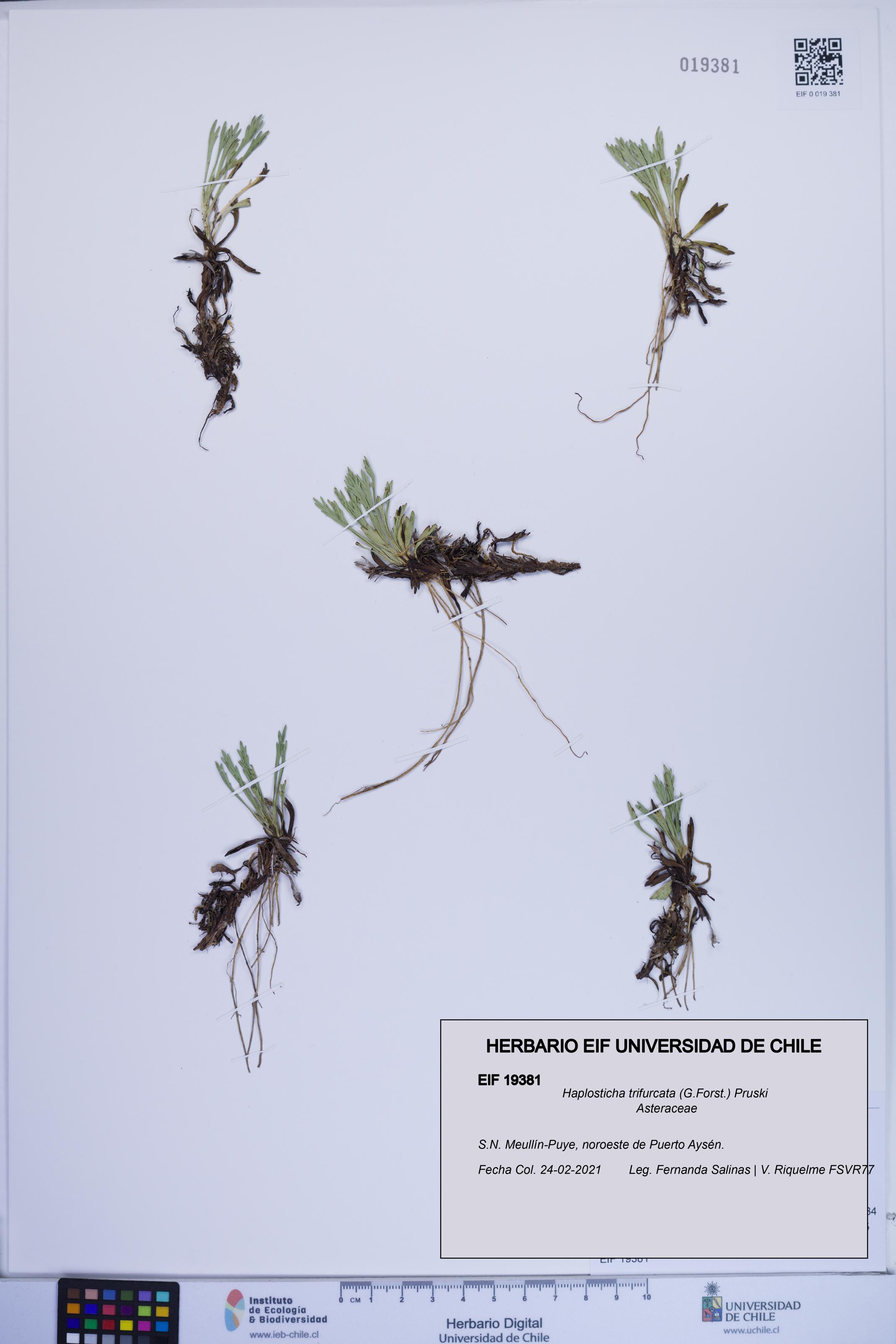 Haplosticha trifurcata [Espécimen: ]