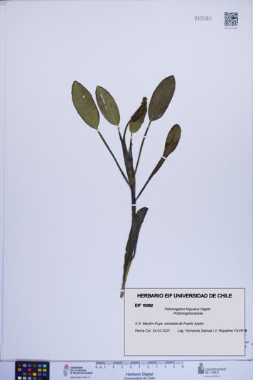 Potamogeton linguatus [Espécimen: ]