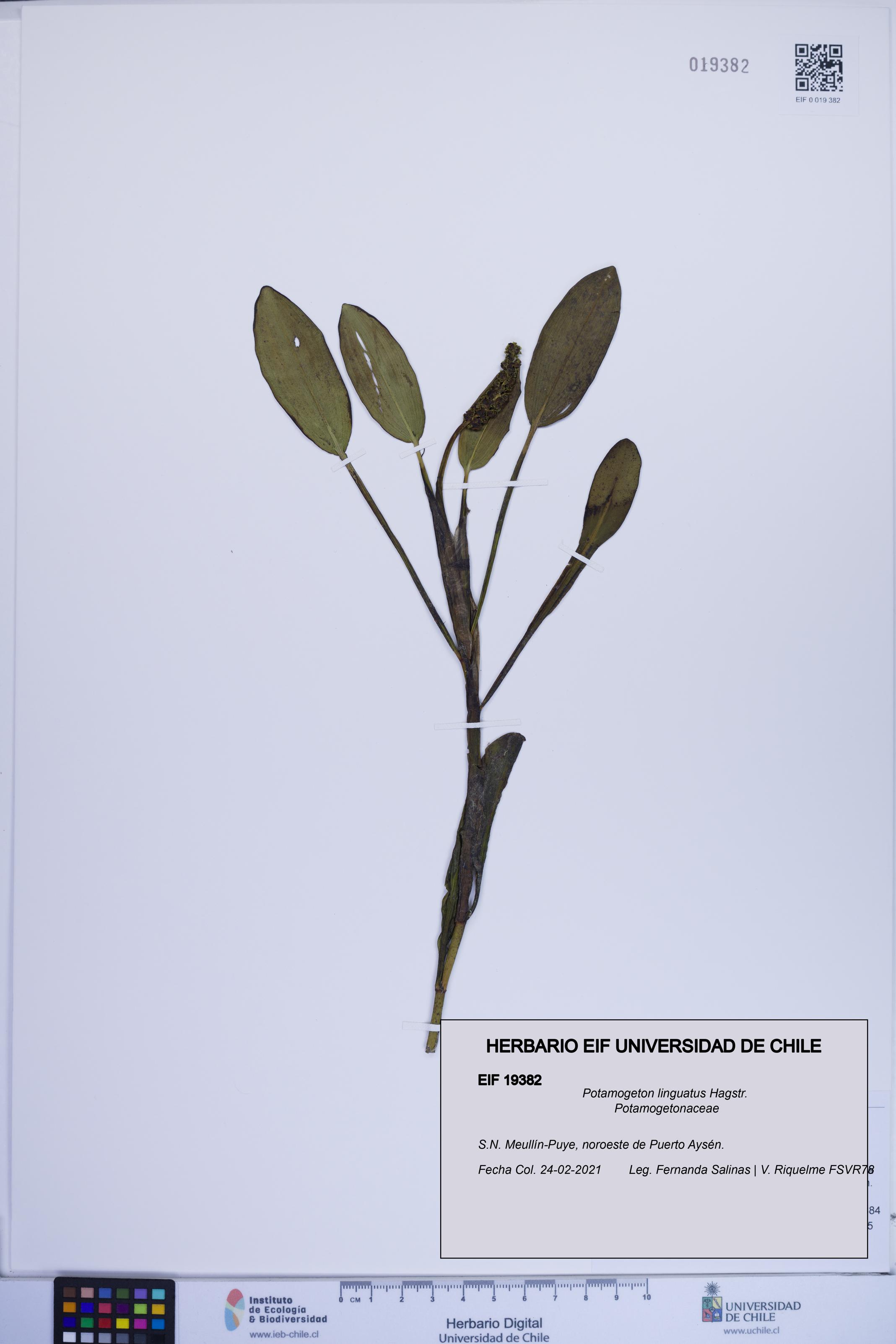 Potamogeton linguatus [Espécimen: ]