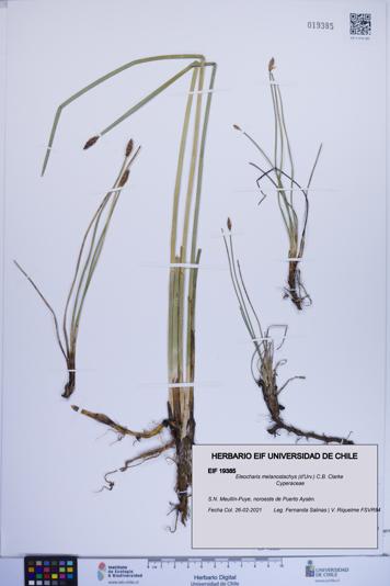 Eleocharis melanostachys [Espécimen: ]