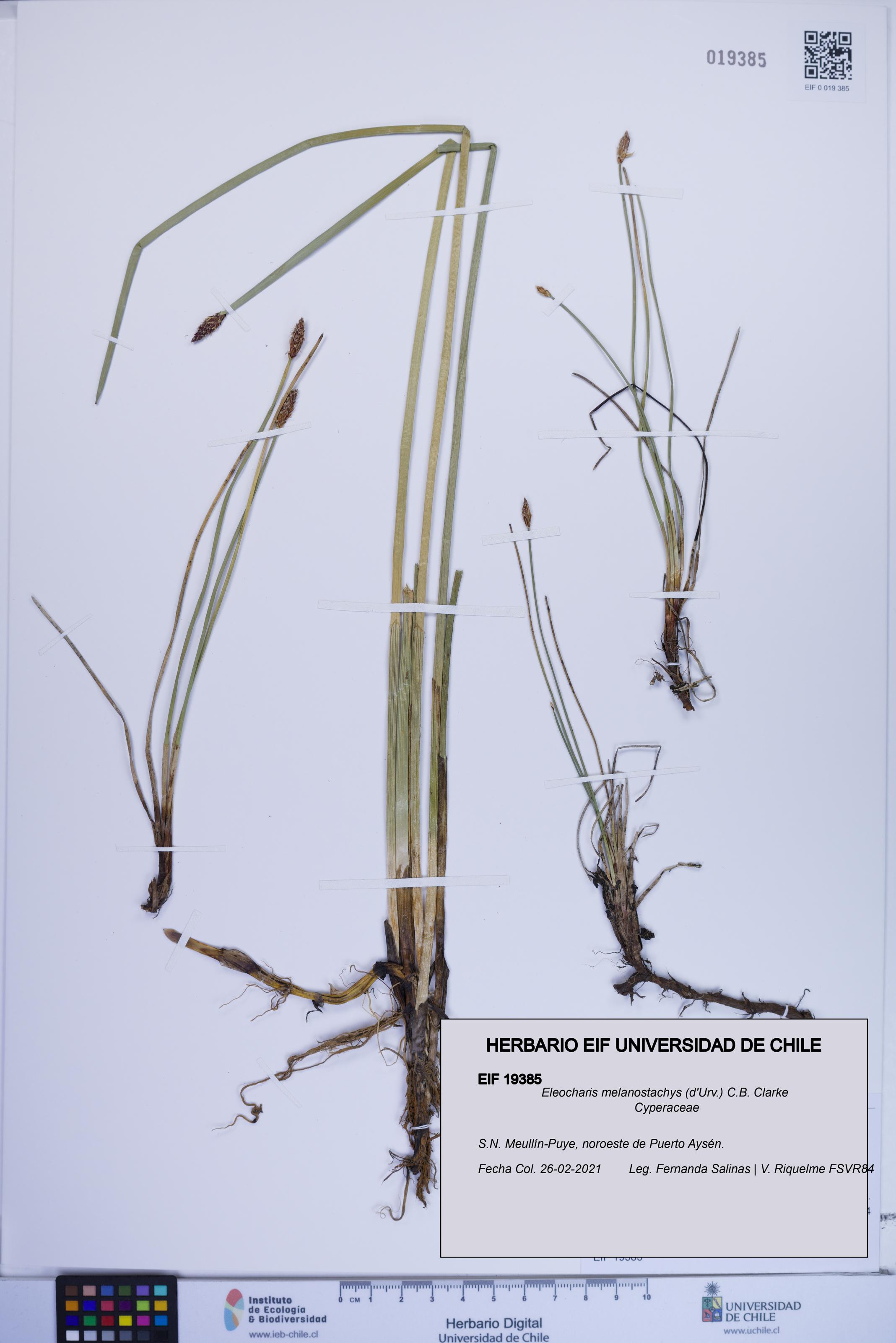 Eleocharis melanostachys [Espécimen: ]